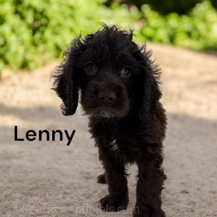 puppy, for, sale, Cocker Spaniel, Joe & Cherri  Overlease, dog, breeder, Miller, MO, dog-breeder, puppy-for-sale, forsale, nearby, find, puppyfind, locator, puppylocator, aca